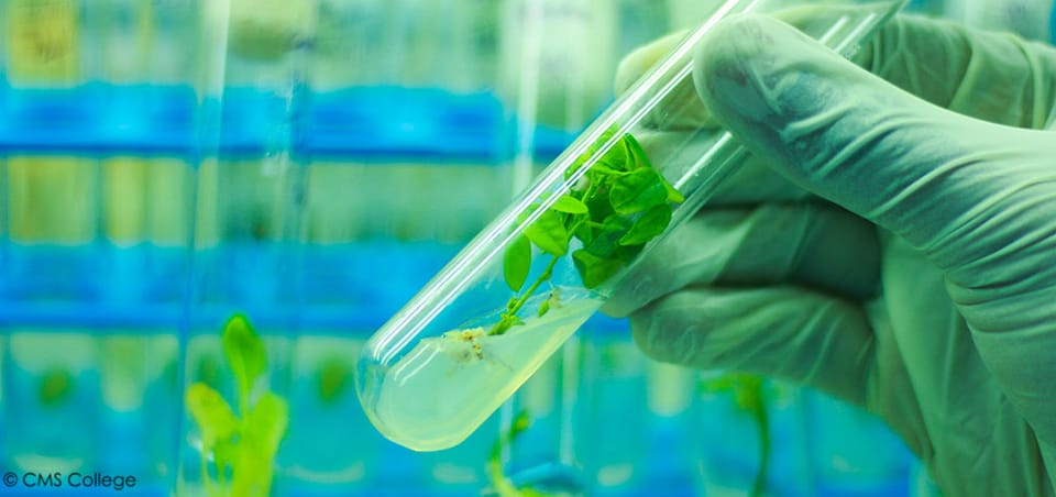 Науковці Боярської лісової дослідної станції разом із колегами з Інституту лісу НАН Білорусії окреслили основні напрями співпраці щодо розвитку лісової біотехнології