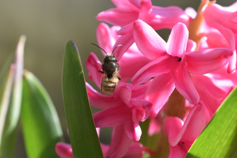 Весняне пробудження ботанічного саду НУБіП України