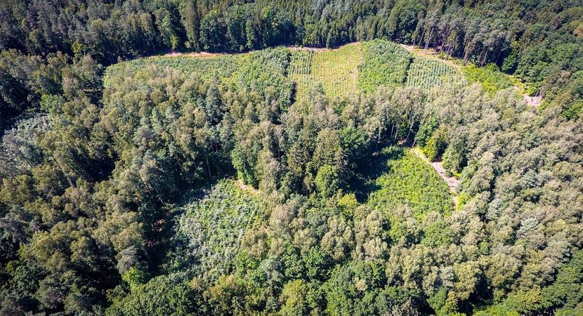 Вебінар IUFRO «Вуглець у лісах та лісове господарство»
